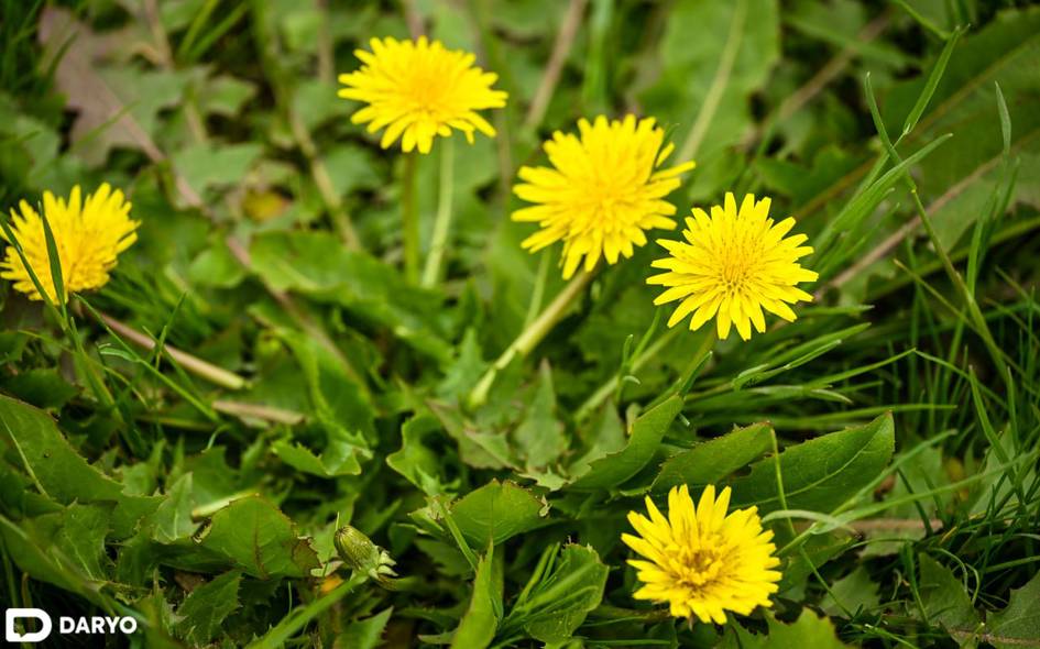 O‘zbekistonda dam olish kunlari qisqa muddatli yomg‘ir yog‘adi